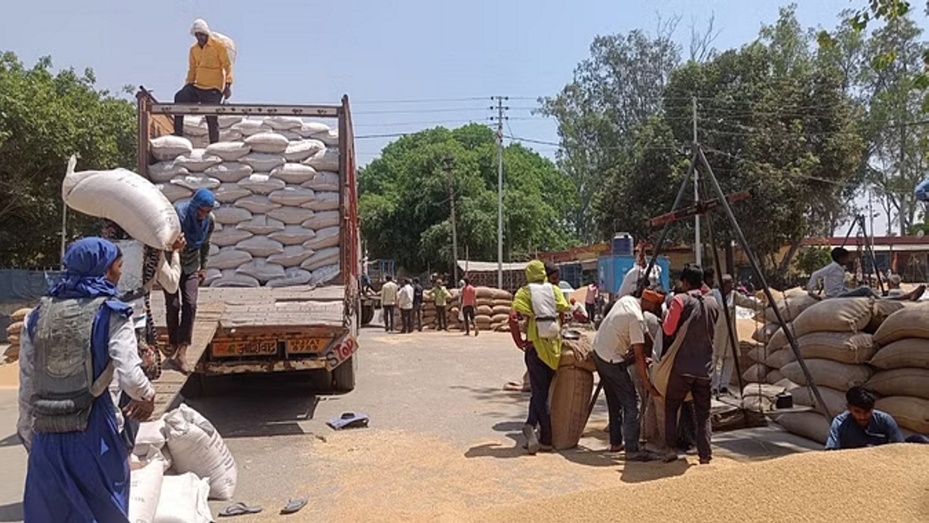 समर्थन मूल्य से कम भाव, फिर भी आढ़त में गेहूं खरीद अधिक
