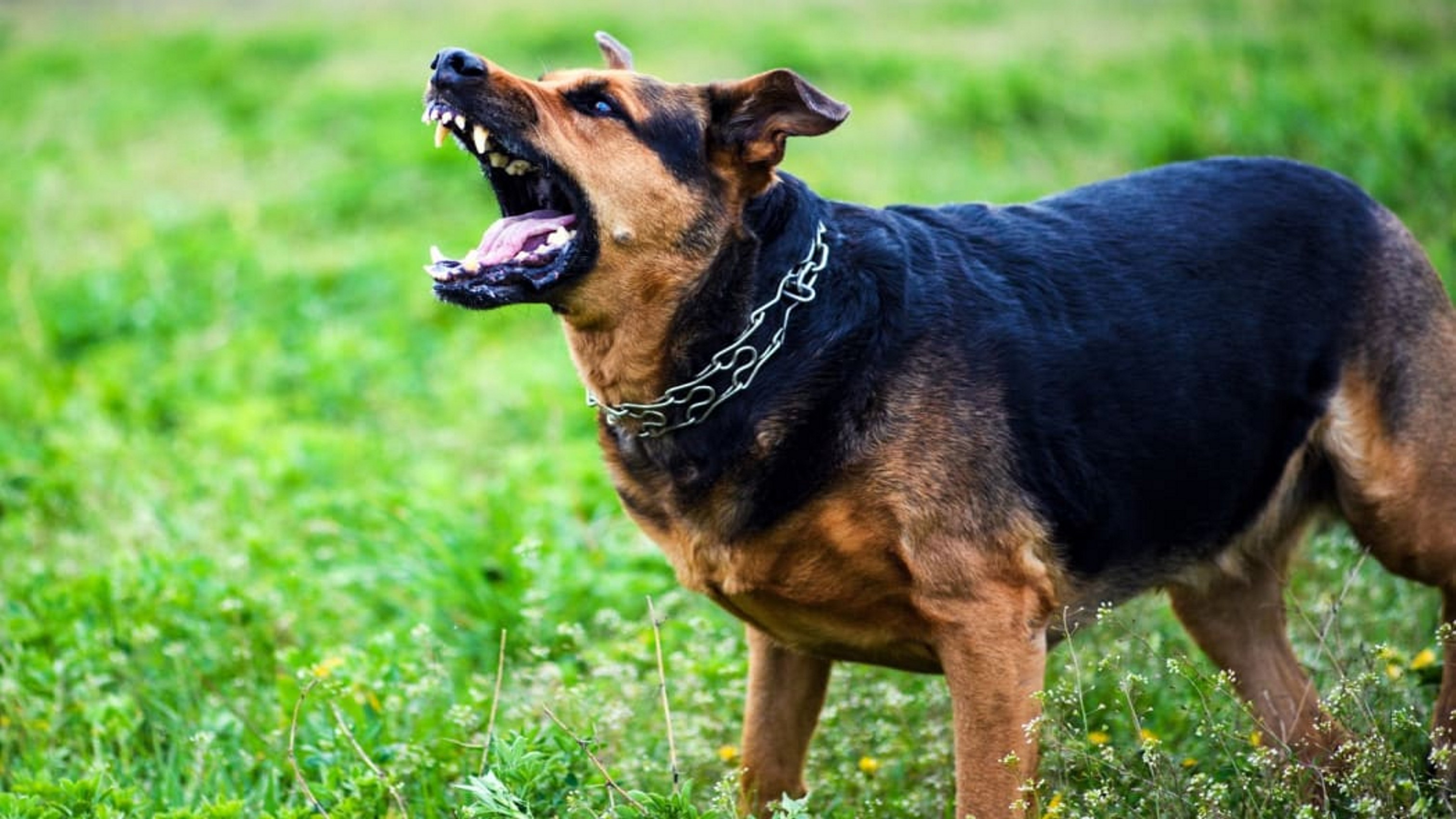 महिला को कुत्तों ने नोचकर मार डाला