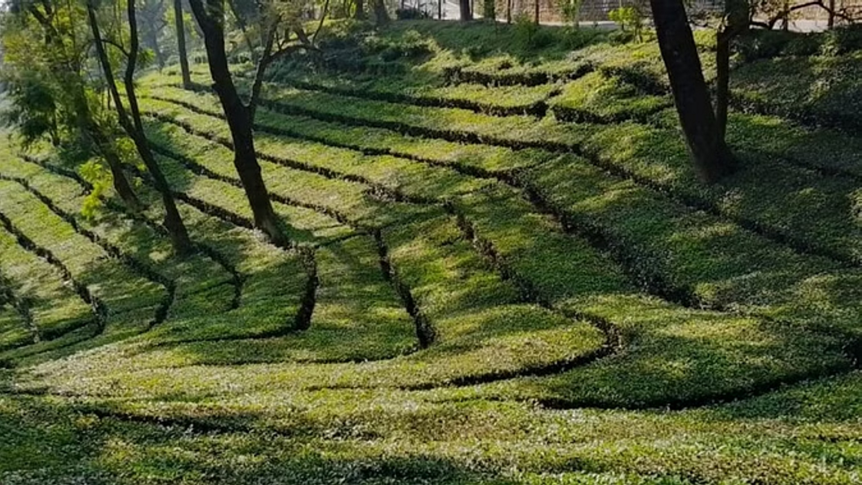 कांगड़ा चाय पर मौसम की मार, तीन गुना घट गया उत्पादन