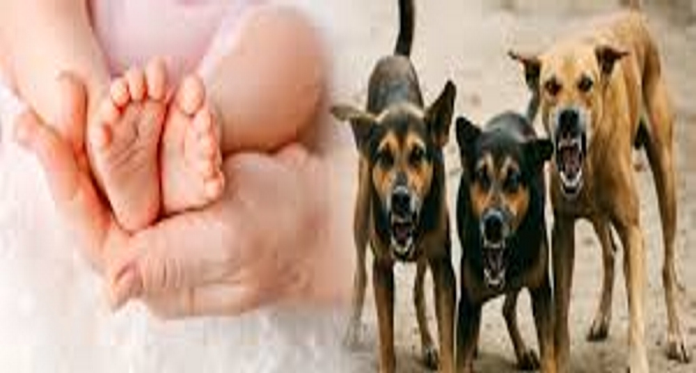 नाले में पड़ा नवजात का शव, कुत्तों ने नोच-नोचकर खाया