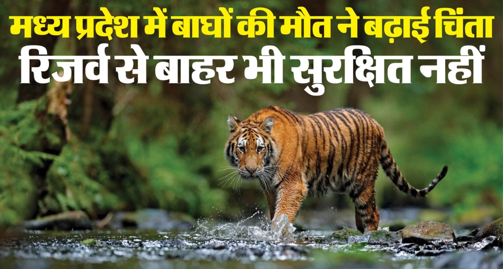 टाइगर स्टेट में बाघों की मौत का आंकड़ा सबसे ज्यादा, 111 में 40 MP में